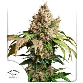 Red Tropicana Cookies Auto Feminized Seeds