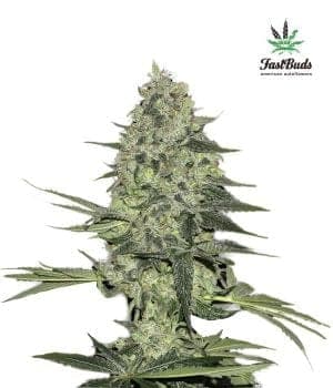 Rhino Ryder Auto Feminised Seeds