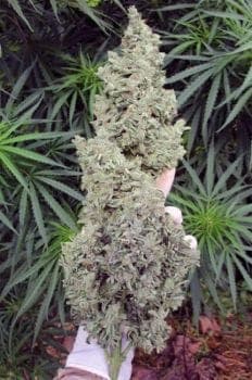 Ripley's OG Auto Feminized Seeds