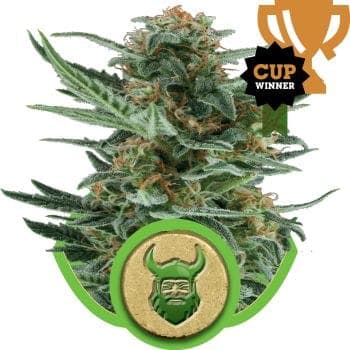 Royal Dwarf Auto Feminised Seeds