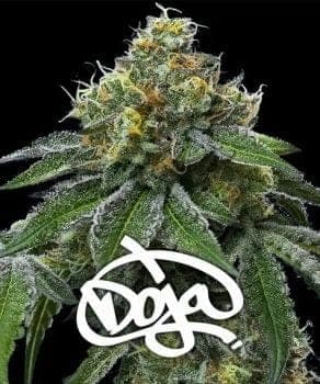 RS11 x Banana OG feminized seeds Seeds