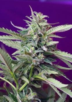 S.A.D. Auto Feminised Seeds