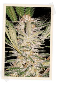 S.A.D. F1 Fast Feminised Seeds