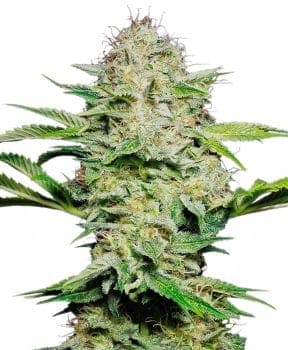 Sensi Skunk Auto Feminised Seeds