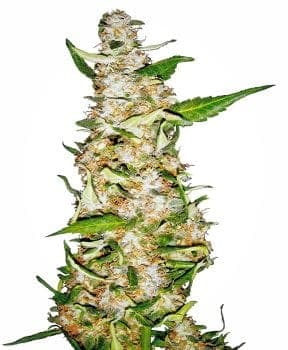 Skunk #1 Auto Feminised Seeds