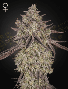 Skywalker Auto Feminized Seeds