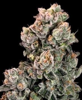 Slurpicane Fast Feminised Seeds