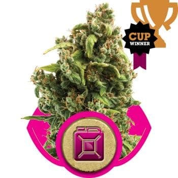 Sour Diesel Feminised Seeds