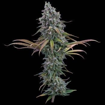 Space Queen Feminized Seeds