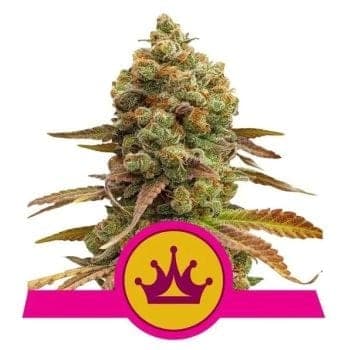 Special Queen #1 Feminised Seeds