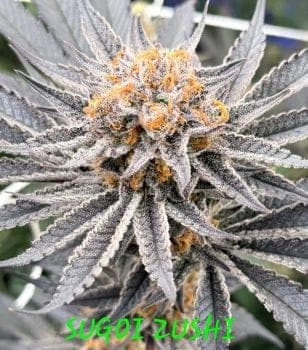 Sugoi Zushi Feminized Seeds
