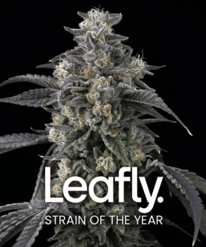 Super Boof feminized seeds Seeds