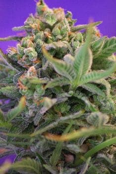 Sweet Cheese F1 Fast Feminised Seeds