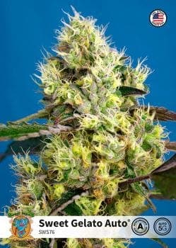 Sweet Gelato Auto Feminized Seeds