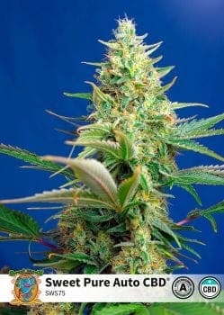 Sweet Pure CBD Auto Feminised Seeds