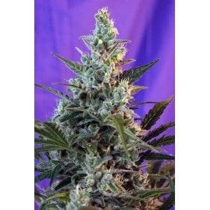 Sweet Skunk Auto Feminized Seeds