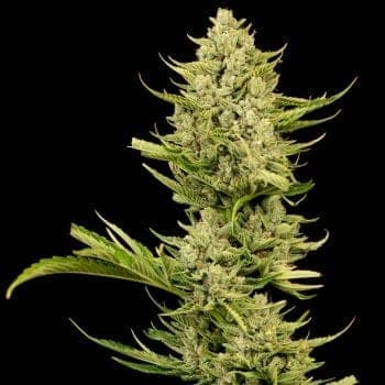 Tangerine Snow F1 Fast Feminized Seeds