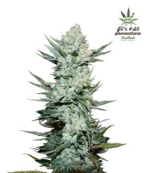 Tangie Auto Feminized Seeds