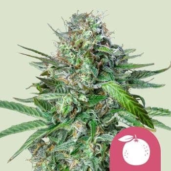 Tangie Feminised Seeds