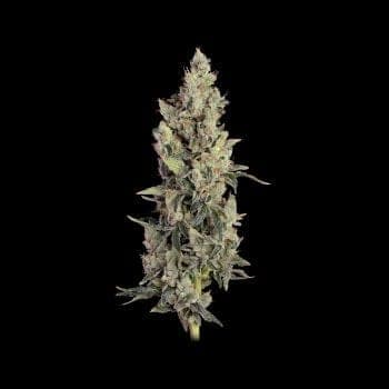 Thai Cookies Auto Feminized Seeds