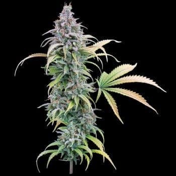 Thai Herer 99 Feminized Seeds