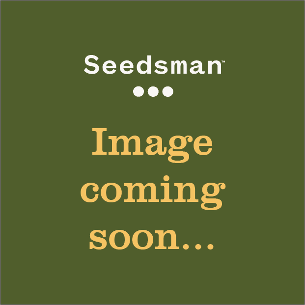 Clementine Slush Feminized Seeds