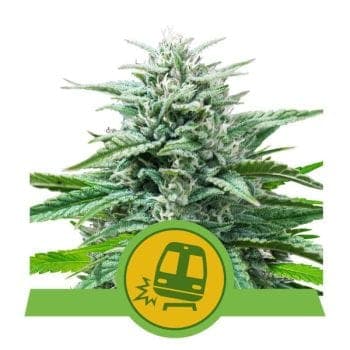 Trainwreck Auto Feminised Seeds