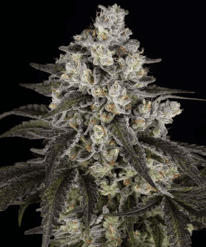 Trainwreck feminized seeds Seeds