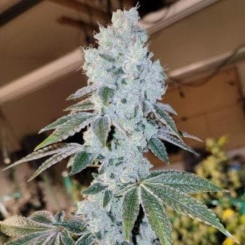 Voila Auto RBX5 Feminized Seeds