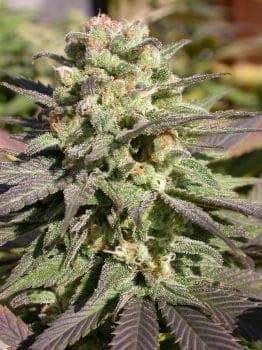 Warlock Feminized Seeds