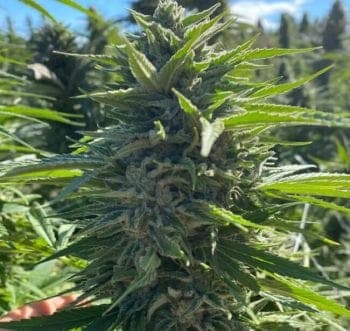 Wedding Cake Auto Feminized Seeds - 5