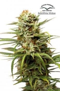 White Widow Auto Feminized Seeds