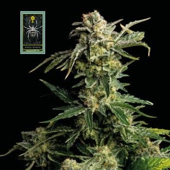 White Widow Feminized Seeds