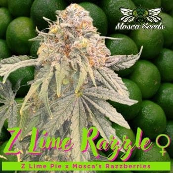 Z Lime Razzle Feminized Seeds
