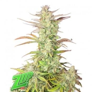 Z-Up Auto Feminized Seeds