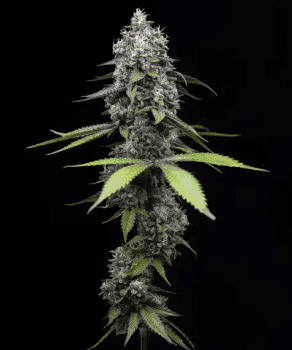 Zoap feminized seeds Seeds