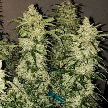 Zweet RBX2 Auto Feminized Seeds