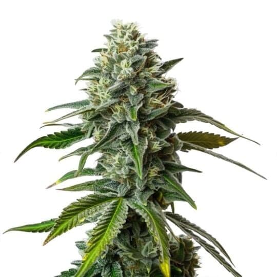 Ape-stronaut Feminized Seeds
