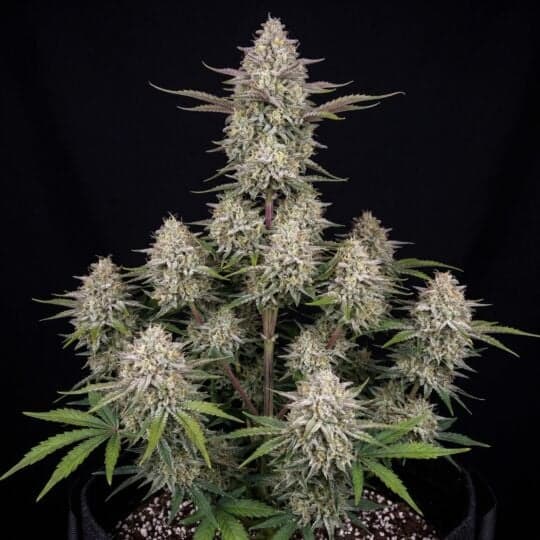 Apricot Autoflower Seeds