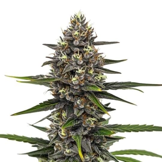 Astro Fizz Feminized Seeds