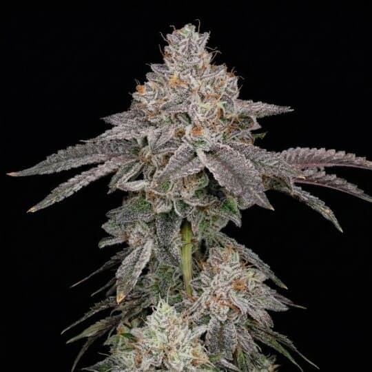 Aurora Indica Feminized Seeds