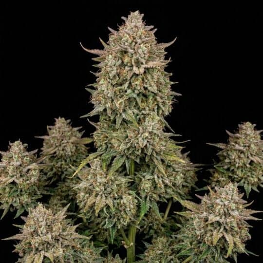 Auto Brooklyn Sunrise Seeds