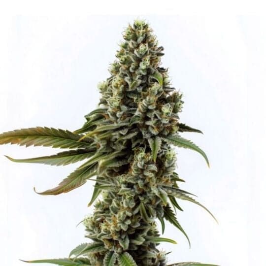 Banjo Candy Feminized Seeds