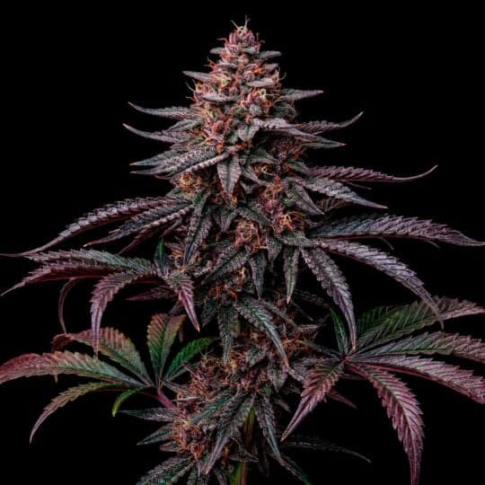 Black Jack Autoflower Seeds