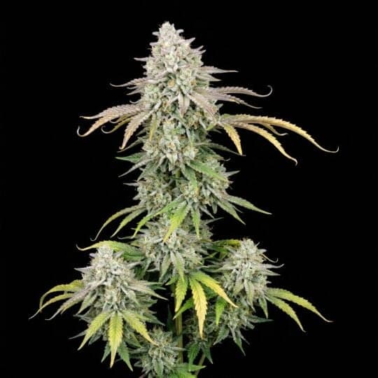 Blue Dream Autoflower Seeds