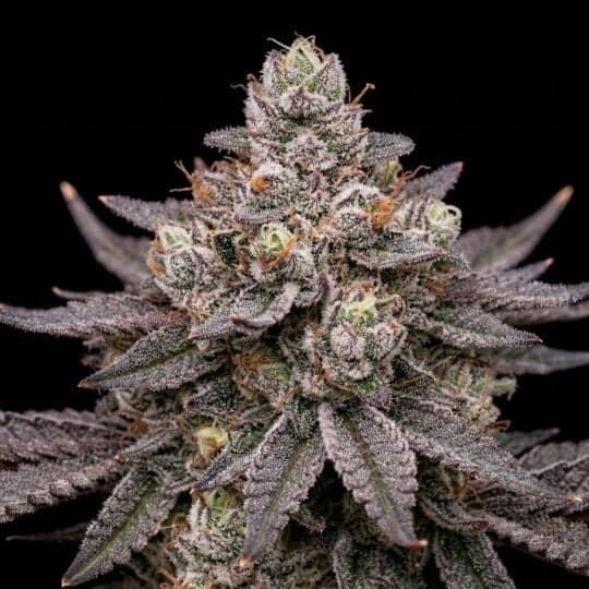 Blue Lobster Feminized Cannabis Seeds