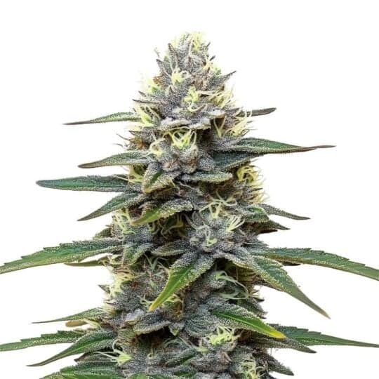 Blueberry Banger Feminized Seeds