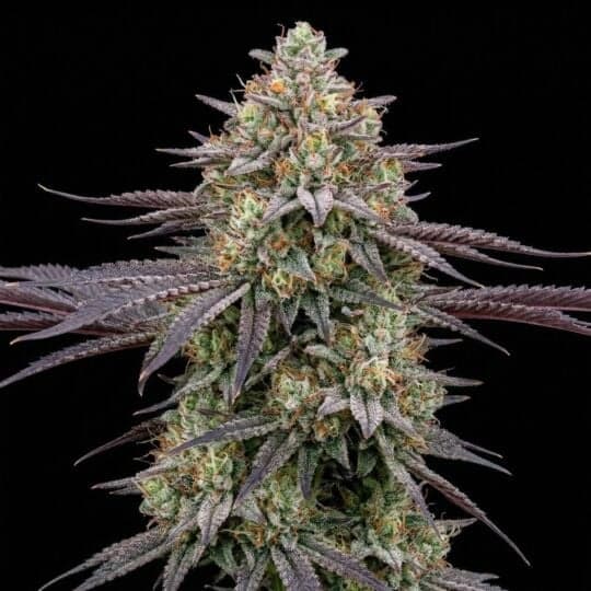 CBD Blue Shark Autoflower Seeds