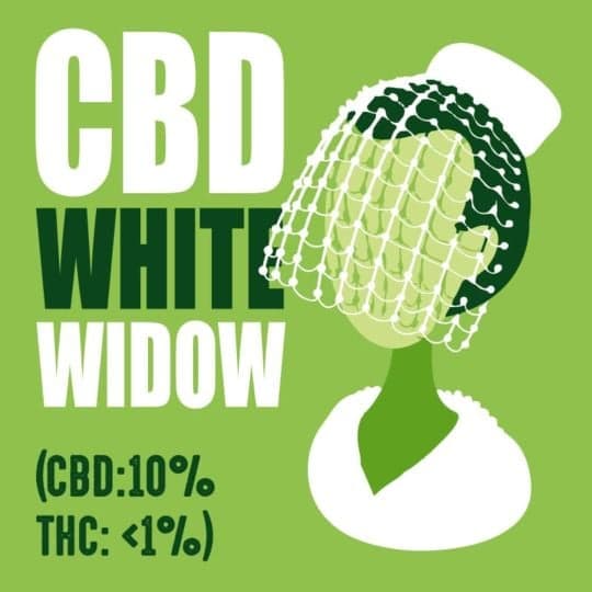 CBD White Widow (CBD:10% THC: Seeds