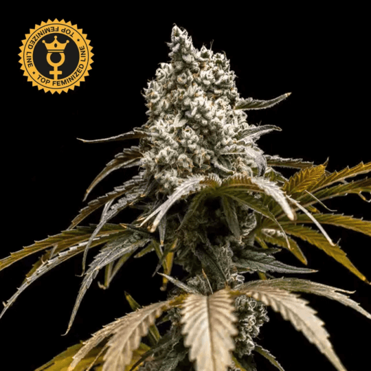 Cherry Crush Feminized by World Breeders Seeds